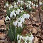 BS Snowdrop (Common) Bulbs (Galanthus nivalis)