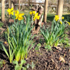 BS Tenby Daffodil Bulbs (Narcissus obvallaris)
