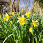 BS Wild Daffodil Bulbs (Narcissus lobularis)