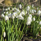 BS Snowdrop (Flore Pleno, Double) Bulbs (Galanthus nivalis f. pleniflorus)