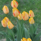 Banja Luka Tulip Bulbs