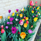 mixed colour tulip pack
