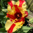 Flaming Parrot Tulip Bulbs