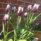 Rimini Tulip Bulbs