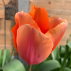 Apricot Impression Tulip Bulbs