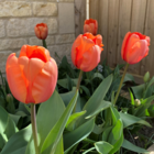 Apricot Impression Tulip Bulbs