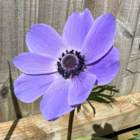 Coronaria Mr. Fokker Anemone Bulbs
