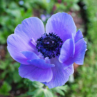 Coronaria Mr. Fokker Anemone Bulbs
