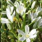 Star of Bethlehem Bulbs