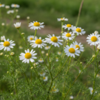 Corn Chamomile Seeds, (Anthemis arvensis)