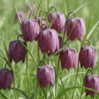 Snake's Head Fritillary Bulbs