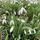 BS Snowdrop (Common) Bulbs (Galanthus nivalis)