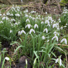 BS Snowdrop (Common) Bulbs (Galanthus nivalis)