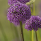 Gladiator Allium Bulbs