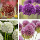 Allium Variety Bulb Collection