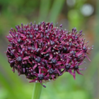 Atropurpureum Allium Bulbs