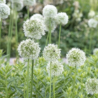 Mount Everest Allium Bulbs