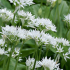 BS Wild Garlic - Ramsons 'In The Green' (Allium ursinum)