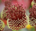 Red Mohican Allium Bulbs