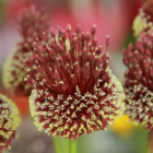 Red Mohican Allium Bulbs