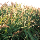 Ambush Millet Mix
