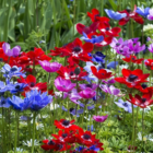 De Caen Mixed Anemone Bulbs