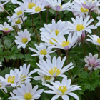 Blanda White Splendour Anemone Bulbs