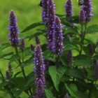 Hyssop, Anise (Agastache foeniculum) Plant