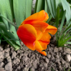 Apeldoorn Elite Tulip Bulbs