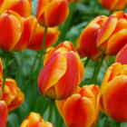 Apeldoorn Elite Tulip Bulbs