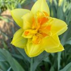 Apotheose Daffodil Bulbs