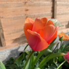 Apricot Impression Tulip Bulbs