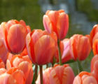 Apricot Impression Tulip Bulbs