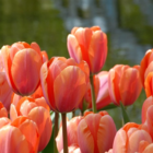 Apricot Impression Tulip Bulbs