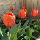 Apricot Impression Tulip Bulbs