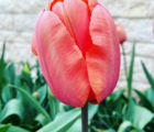 Apricot Impression Tulip Bulbs