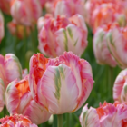 Apricot Parrot Tulip Bulbs