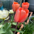 Apricot Impression Tulip Bulbs