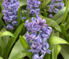 Aqua Hyacinth Bulbs