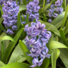 Aqua Hyacinth Bulbs