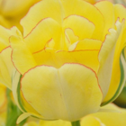 Akebono Tulip Bulbs