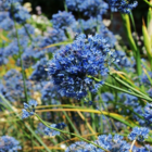 Caeruleum Allium Bulbs