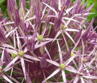 Christophii Allium Bulbs