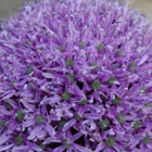 Gladiator Allium Bulbs