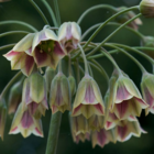 Nectaroscordum Allium Bulbs