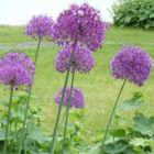 Purple Sensation Allium Bulbs