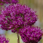 Atropurpureum Allium Bulbs