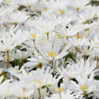 Blanda White Splendour Anemone Bulbs