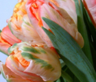 Apricot Parrot Tulip Bulbs