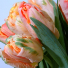 Apricot Parrot Tulip Bulbs